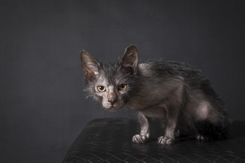 Niezwykły kot rasy Lykoi. Lobo the Cat wygląda jak wilkołak!