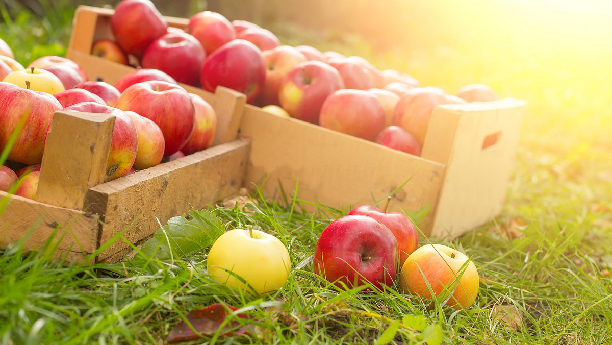 Kraje europejskie, w tym Rosja, pozostaną w najbliższych latach głównym rynkiem zbytu polskich jabłek - uważa profesor Eberhard Makosz, prezes Towarzystwa Rozwoju Sadów Karłowych. Warunkiem jest jednak wysoka jakość tych owoców.