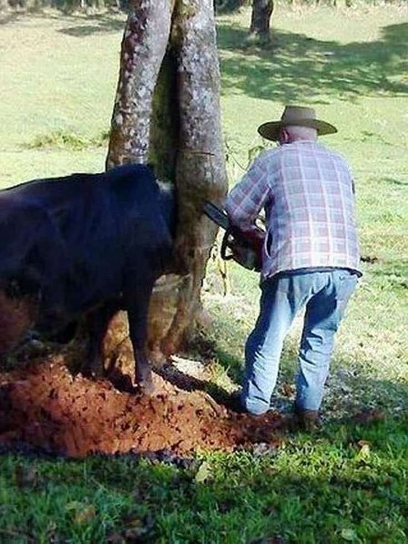 Zwierzęta, które utknęły