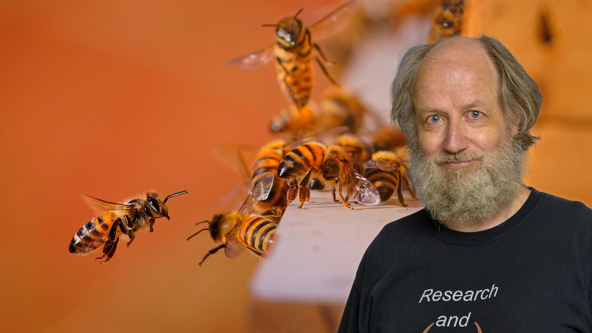 Inteligencja pszczół. Ich mózgi są jak małe superkomputery