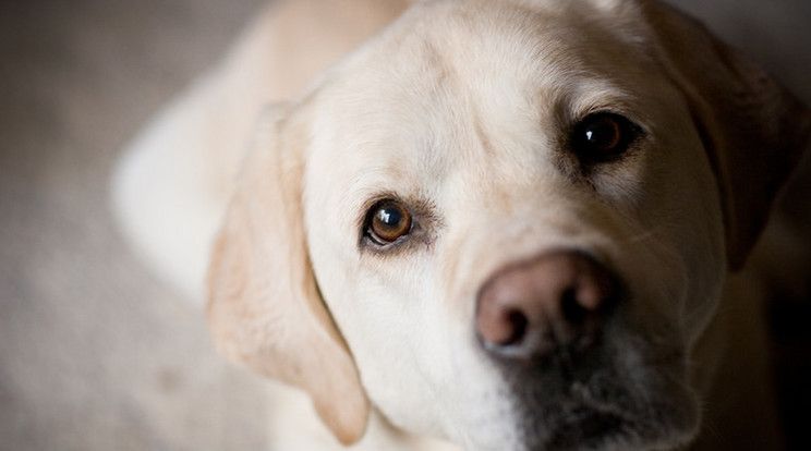 A kutyák védelmet remélnek gazdájuktól / Fotó: Thinkstock