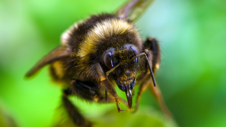 Trwają prace polskich naukowców nad sztuczną pszczołą