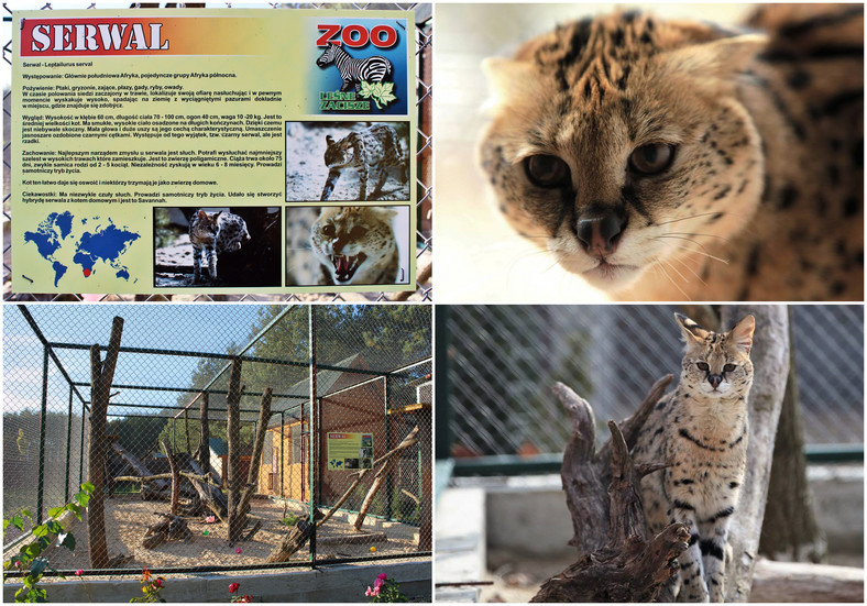 Zoo Leśne Zacisze w Lisowie-Wygwizdowie