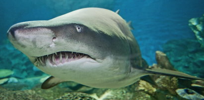Atak rekina: uciec z paszczy drapieżnika. Przerażające historie