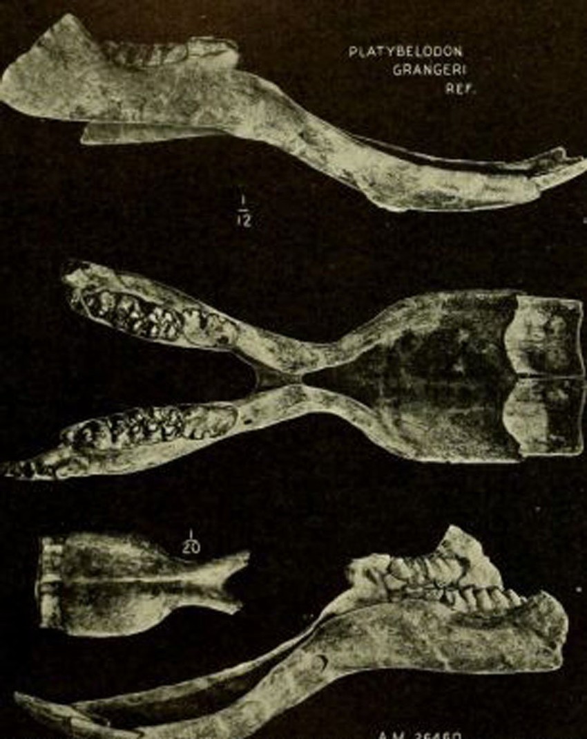 "Kašika" s kojom su sekli vegetaciju