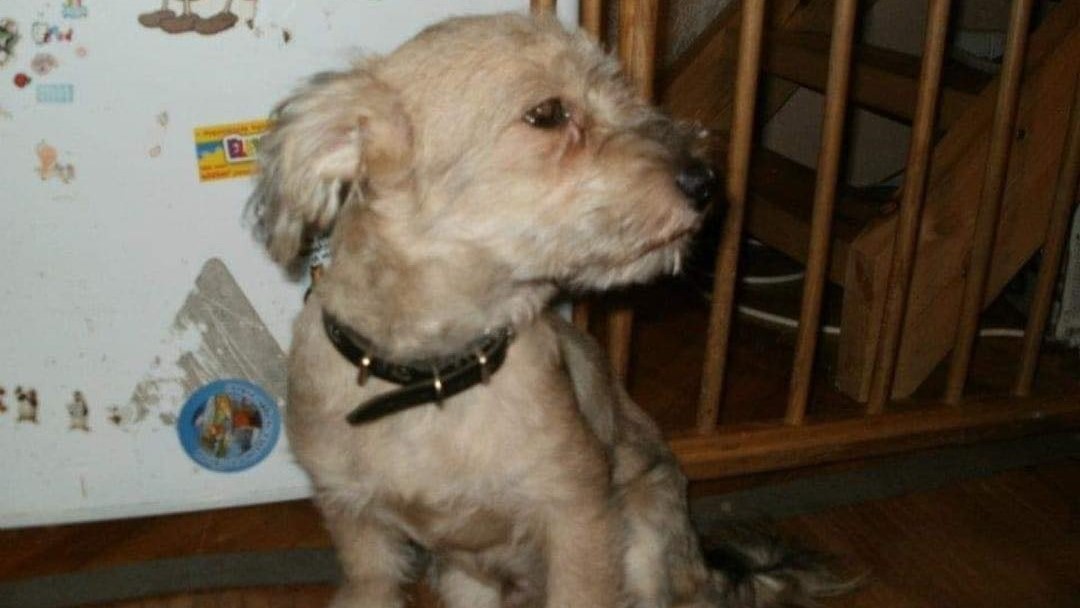 Brutális harci kutya tartja rettegésben Óbudát: valósággal kivégezte az idős kutyust a staffordshire terrier