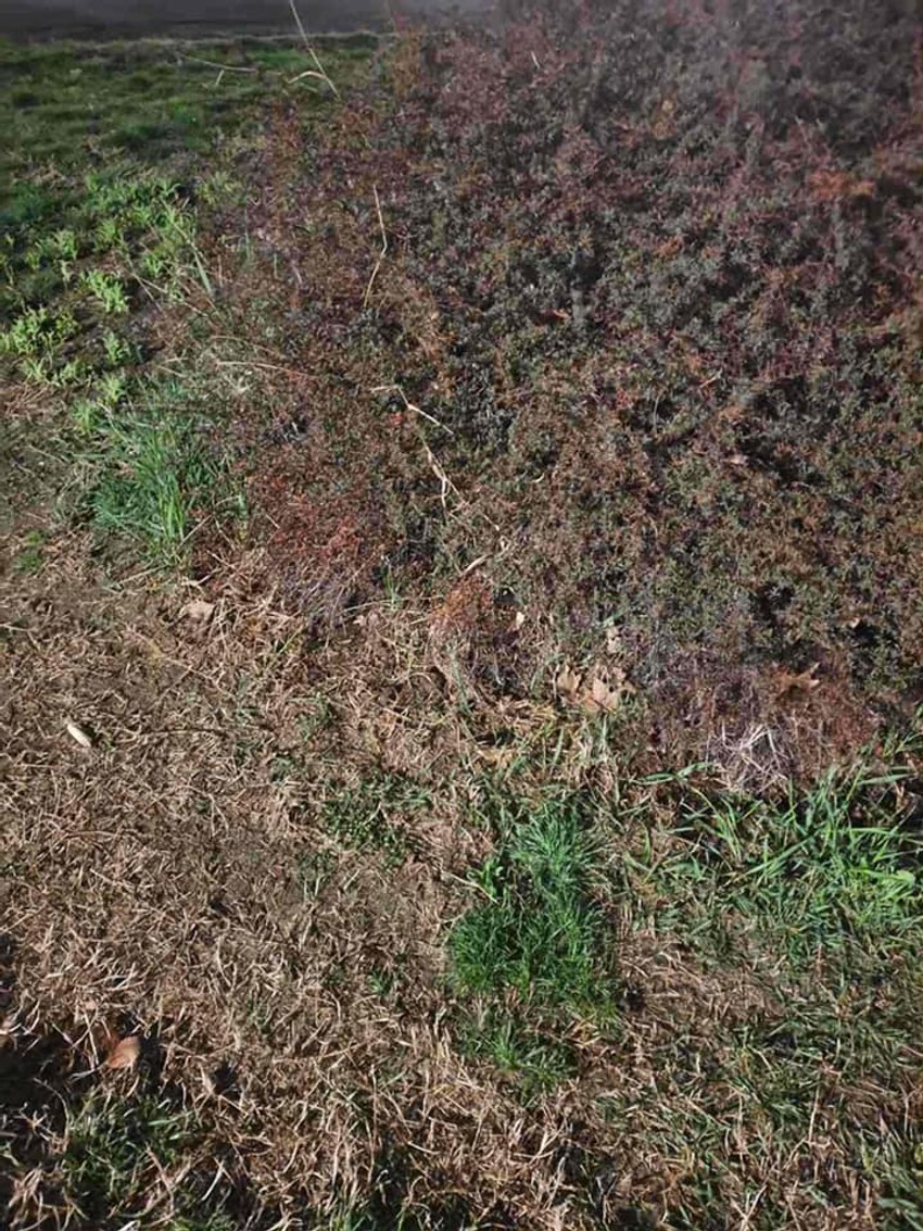 Sugrađani kažu da je osam pasa uginulo, dok su "Veterini Beograd", kako su juče rekli, prijavljena četiri slučaja