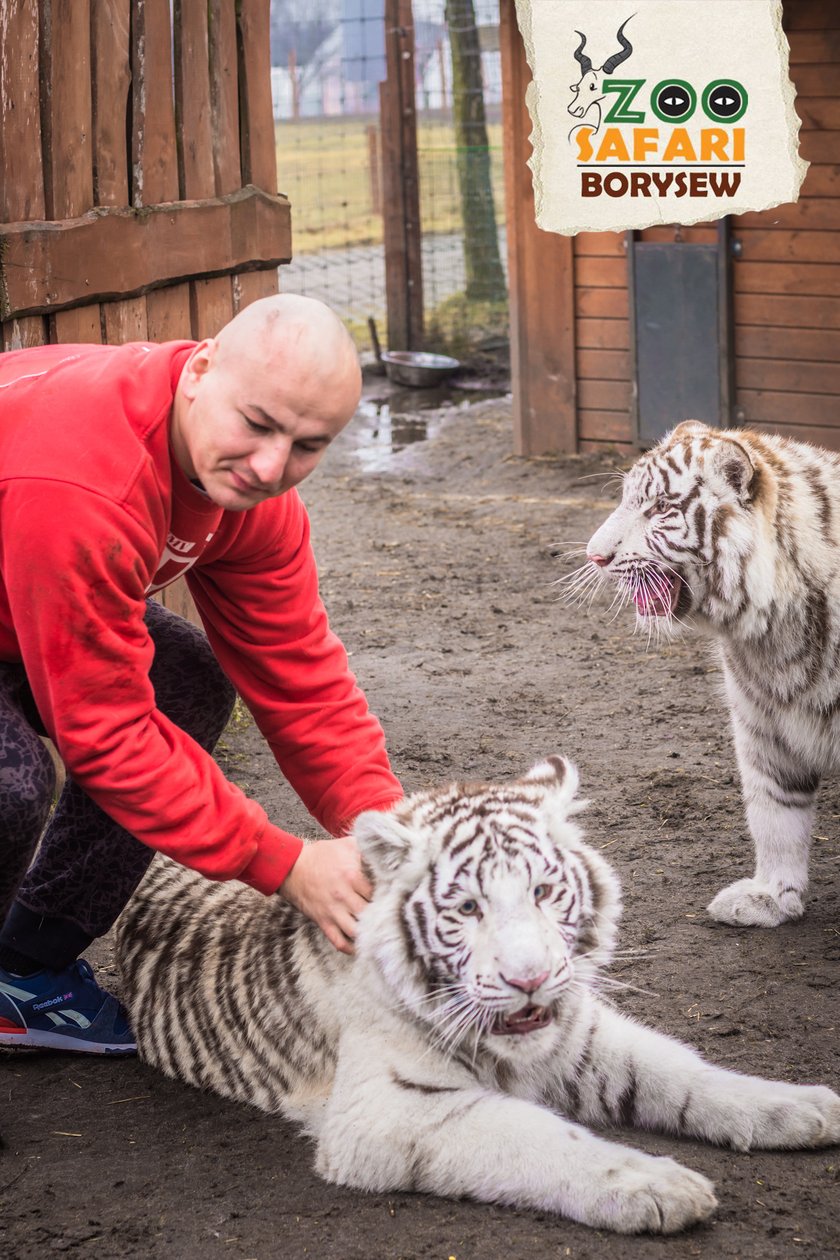 Artur Szpilka i Andrzej Wawrzyk bawili się z tygrysami