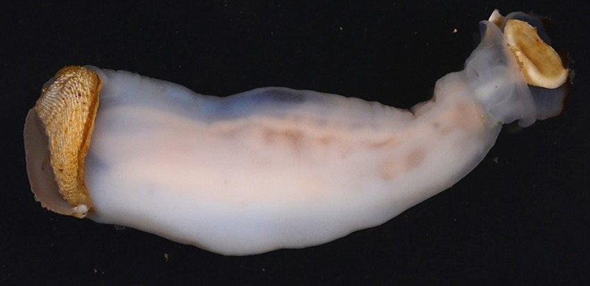 Ulazi kamen a izlazi pesak - novo stvorenje otkriveno je u reci na Filipinima