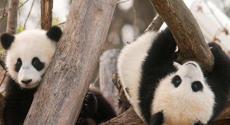 Twin cubs Fu Feng and Fu Ban, which were born August 7, seen in their enclosure at Schoenbrunn Zoo in Vienna.