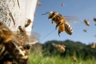 Pszczoła miodna Apis Mellifera jest w stanie błyskawicznie wyliczyć najefektywniejszą trasę pomiędzy kwiatami na łące.