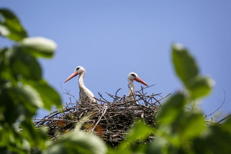 Po broju dece Кukujevci su postali jedno od vodećih mesta u Srbiji