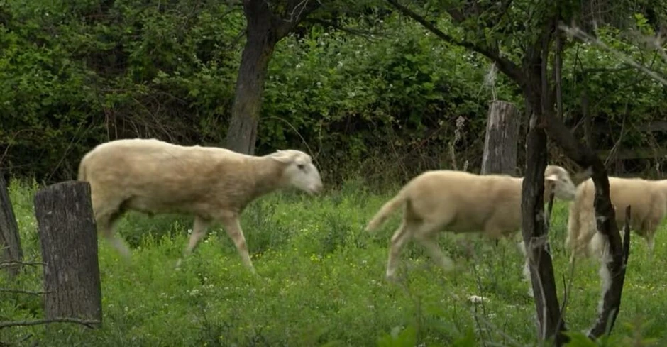 Imanje na selu Miloša Bikovića