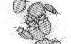 Gryzły Napoleona, powodują nieustającą erekcję. Oto najbardziej zbrodnicze robale świata [GALERIA]