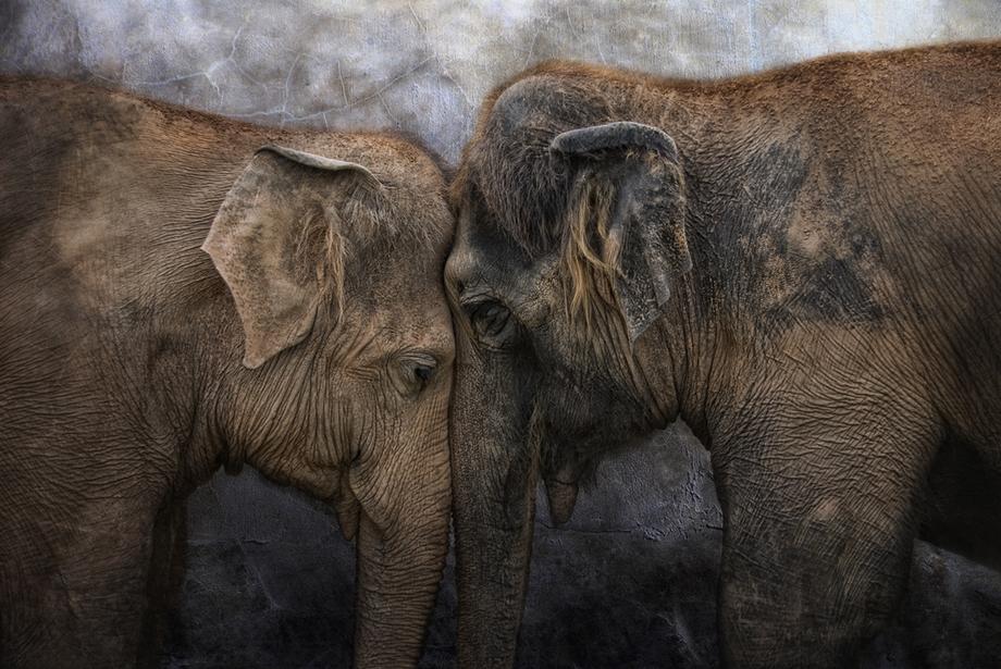 W stadzie słoni najstarsza samica pełni rolę przewodniczki - prowadzi rodzinę do znanych wodopojów i pastwisk 