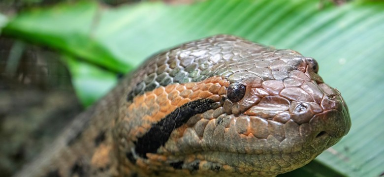 Nie żyje Anna Julia. Największy wąż świata zginął z ręki myśliwych
