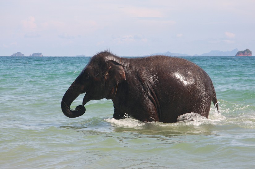 Plaża , prowincja Krabi