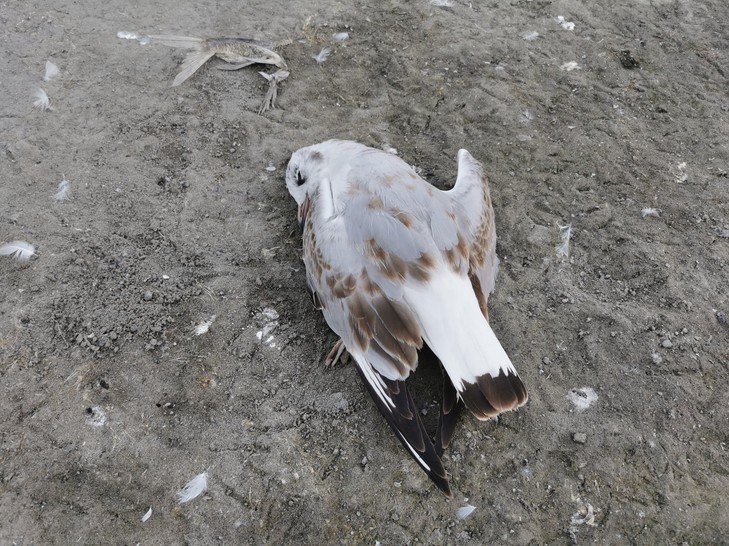 A helyiek és a turisták is ilyen elszomorító látvánnyal szembesülnek nap mint nap a Velencei-tónál /Fotó: Pecaverzum hu 