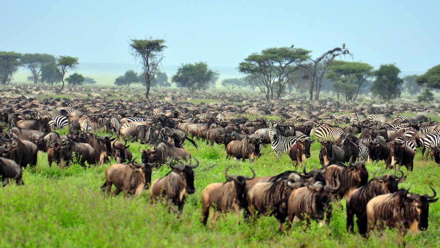 18. Park Narodowy Serengeti w Tanzanii