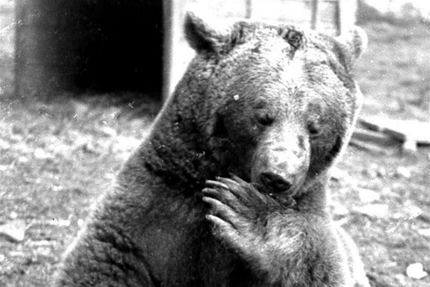 Ten niedźwiedź walczył z Niemcami