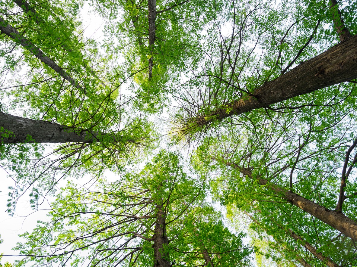 Projekt zalesňovania.