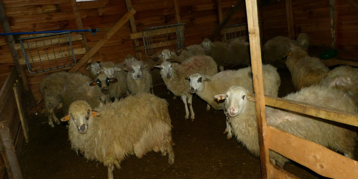 Owce w Szczyrku. 21 sztuk udało się uratować