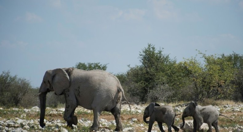 Targeted for their tusks, Africa's elephants have been decimated by poaching, with a new study showing the number has fallen by around 111,000 in the past decade