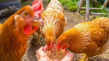 polskie kurczaki zakładnikiem pekinu