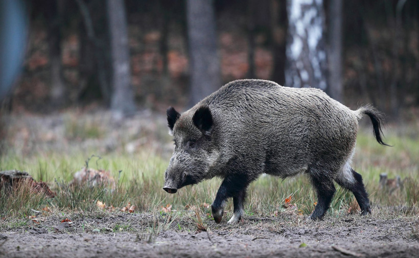 W Polsce od połowy lutego 2014 roku wykryto 3317 przypadków ASF u dzików i 213 ognisk choroby u świń. Od końca września ub.r. nie wykryto żadnego nowego ogniska choroby u trzody chlewnej.