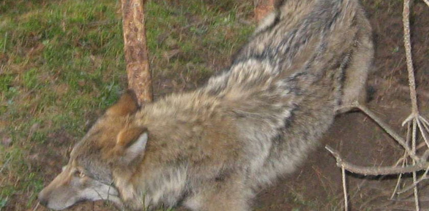 Myśliwi uwolnili wilka