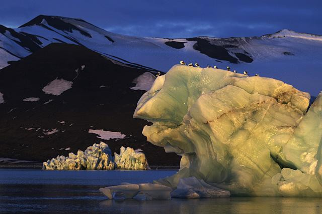 Galeria Wystawa polarnej fotografii przyrodniczej "Ptaki Spitsbergenu", obrazek 29