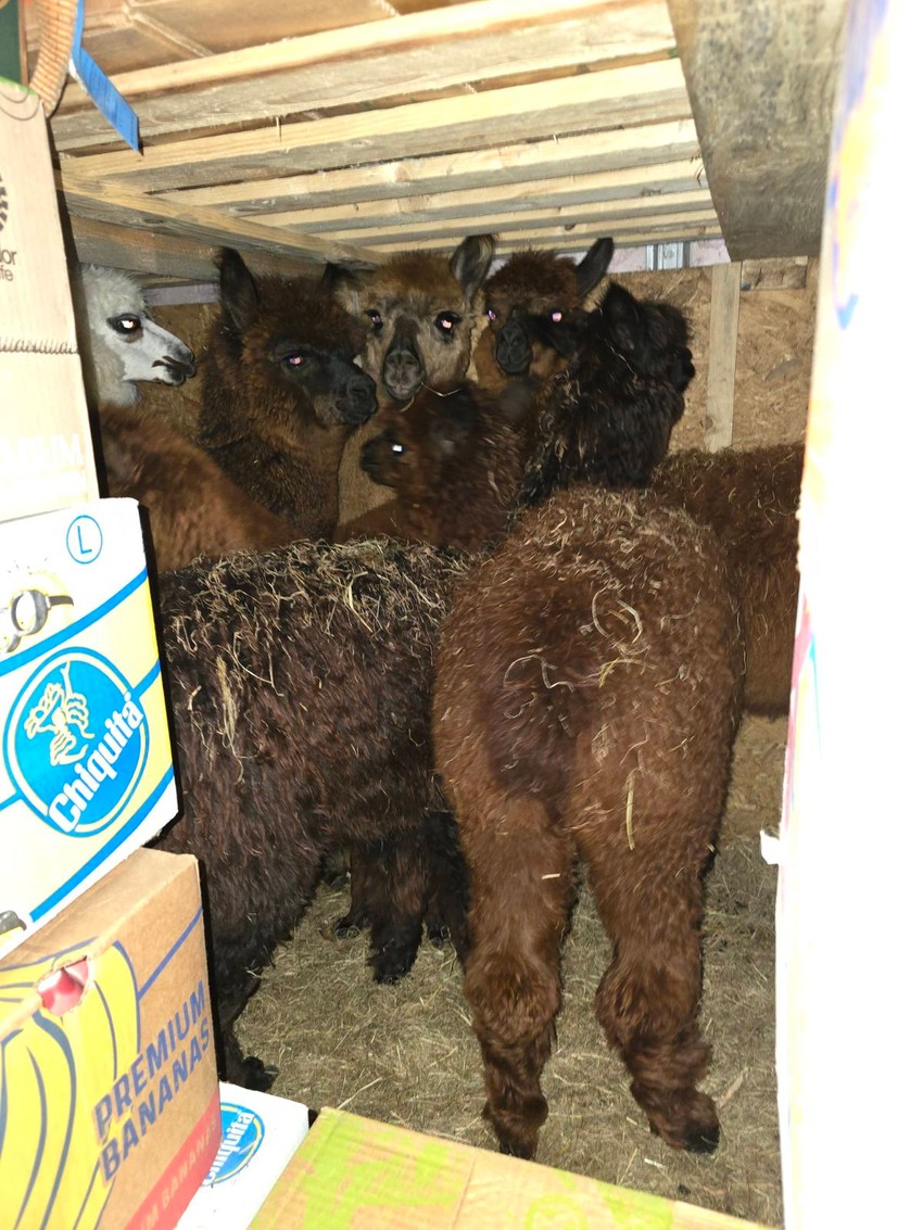 Lame pronađene u kombiju