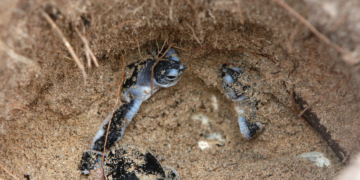 Green sea turtles breaking through their underground nest.