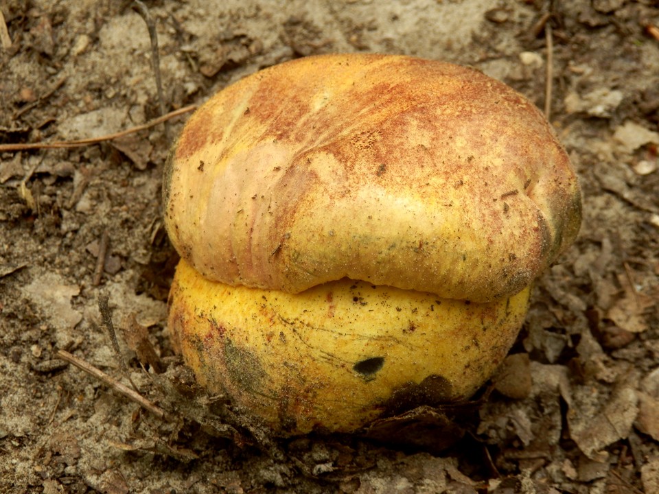 Borowik korzeniasty  (Boletus radicans)