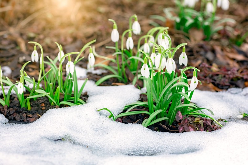 Flowering,Snowdrops,Are,Punched,Out,Of,The,Snow.,Symbol,Of