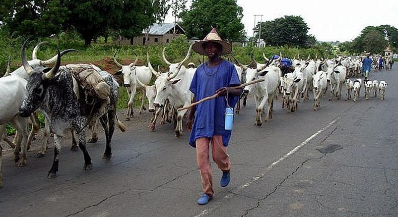 Miyetti Allah appeals against court ruling on Benue open grazing law. (ICIR)