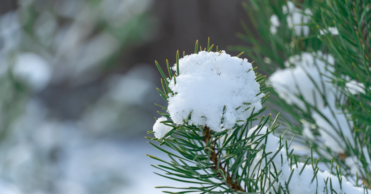 Pierwsze prognozy na Boże Narodzenie. Czy pogoda nas zaskoczy?