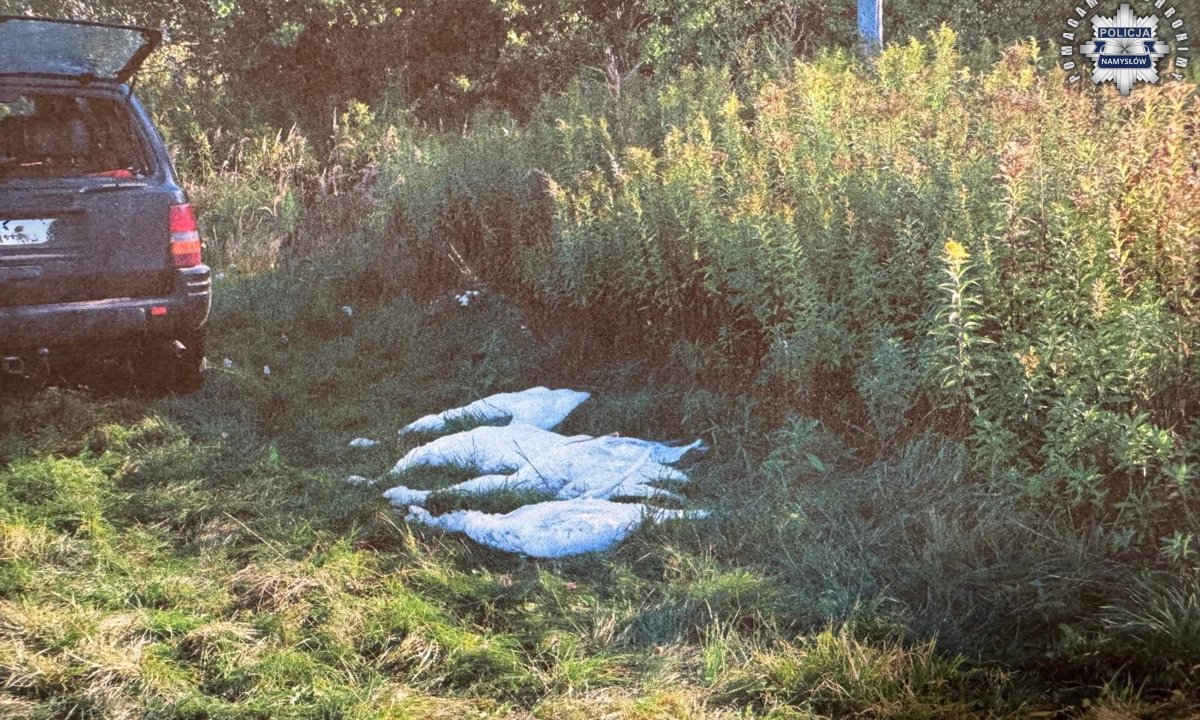 Myśliwi aresztowani po zastrzeleniu chronionych łabędzi. Twierdzili, iż pomylili je z gęsiami