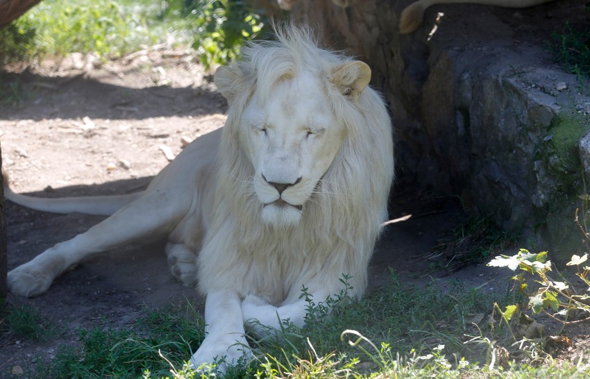 Čak je i lavovima teško na ovim vrućinama