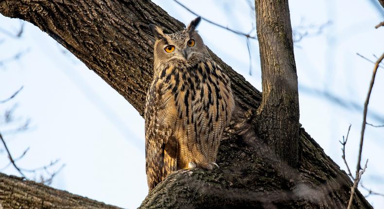 Flaco, a Eurasian eagle owl that escaped from the Central Park Zoo.Andrew Lichtenstein/Corbis/Getty Images