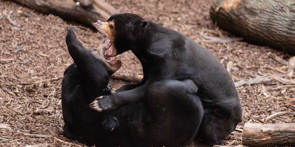 Niedźwiedzica Batu z łódzkiego zoo zaatakowała weterynarza podczas badania.