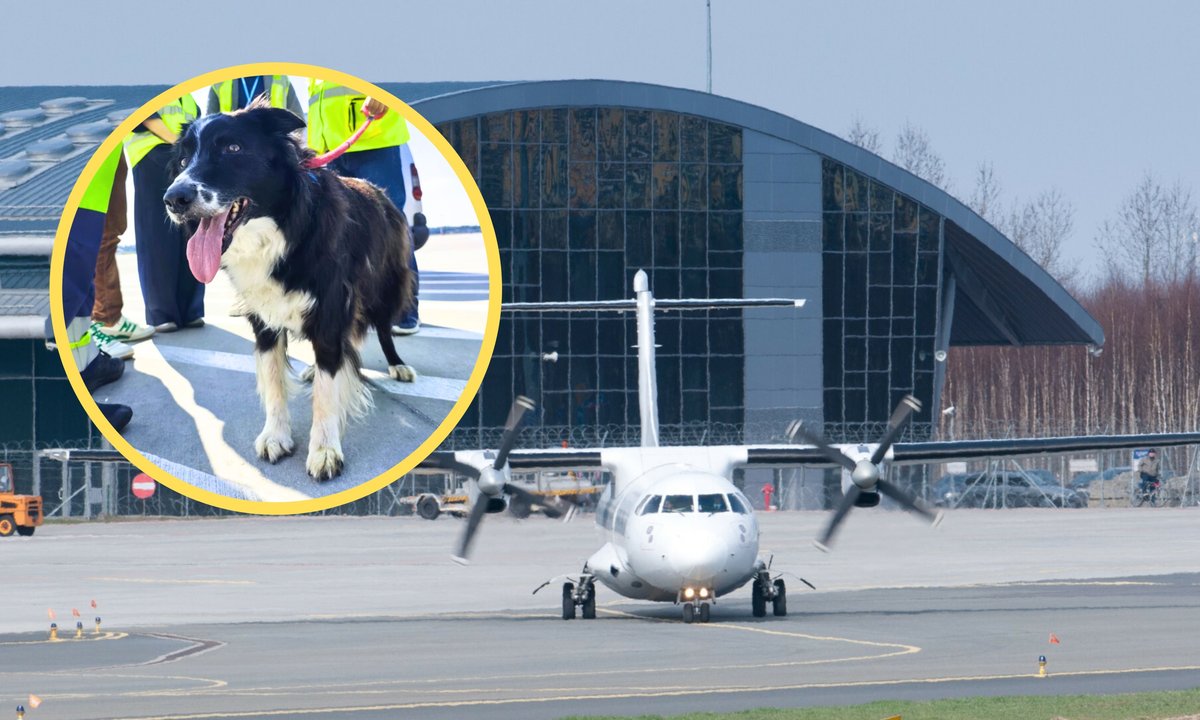 Pionier wśród psów na lotniskach. Falco przechodzi na emeryturę po 13 latach
