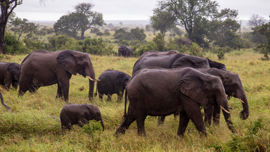 Rosja będzie importować słonie i żyrafy z RPA