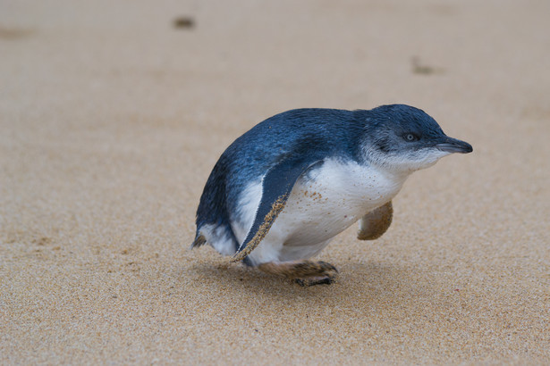 Pingwin mały