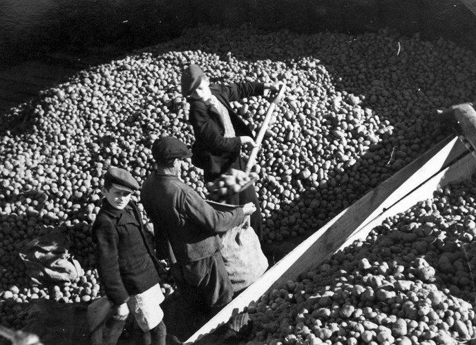 Ziemniaki mogły stanowić uzupełnienie niemal każdej potrawy – najważniejsze, że były tanie i sycące. Na zdjęciu mężczyźni napełniający worki ziemniakami, fotografia z czasów okupacji.