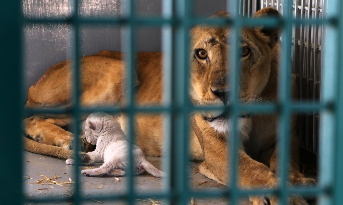 Tragedia w brazylijskim zoo. 19-latek zginął po ataku lwicy