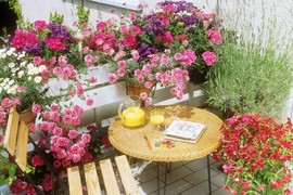 Ovo je NAJLEPŠE CVEĆE ZA TERASU, MIRIŠE KAO PARFEM: Pet nesvakidašnjih biljaka koje će vaš balkon pretvoriti u RAJSKU BAŠTU