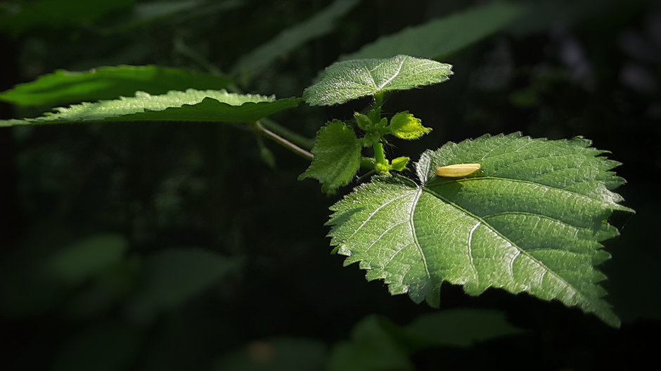 Dendrocnide moroides to znacznych rozmiarów roślina z rodziny pokrzywowatych.
