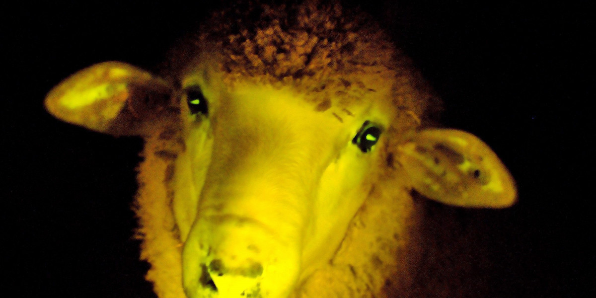 świecące owce