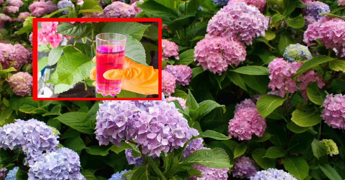 Kiedy i jak nawozić hortensję? Trzymaj się tych zasad, a będzie kwitła do później jesieni